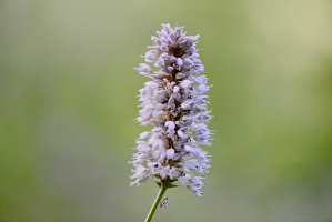 _dsc6892