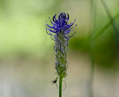 _dsc6896